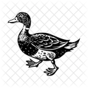 Pato  Icono
