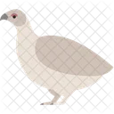 Pato  Icono