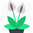 Peace Lilies White Lilly Plant Icon