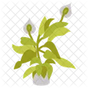 Peace lily  Icon