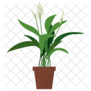 Peace Lily Plant  Icon