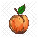 Peach Drupe Tree Icon