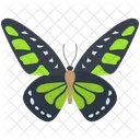 Peacock Wildlife Hexapod Icon