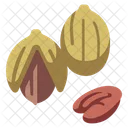 Pecan Food Nut Icon