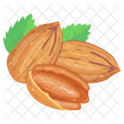 Pecan Nuts  Icon