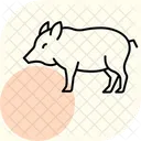 Pecari Icône