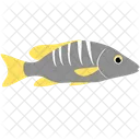 Peixe Mestre Da Escola Criatura Marinha Animal Ícone