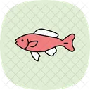 Peixe Molly Preto Peixe Molly Preto Animal De Estimacao Icon