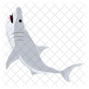 Carcharodon Carcharias Tubarao Branco Peixe Tubarao Icon