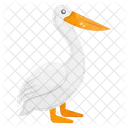 Pelicano Pelecanus Criatura Marina Icono