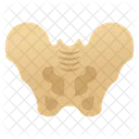 Pelvic Bone  Icon