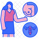 Pelvica Examen Mujer Icono