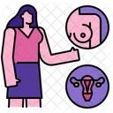 Pelvica Examen Mujer Icono
