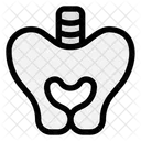 Cuerpo Humano Pelvica Humano Icono