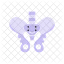 Pelvis Pelvis Humana Hueso Pelvico Icono