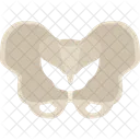 Pelvis Icono
