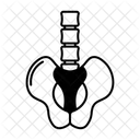 Pelvis  Icono