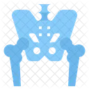 Pelvis  Icon