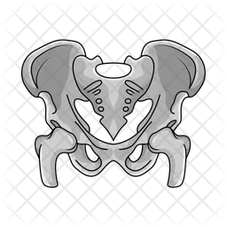 Pelvis  Icon