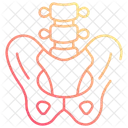 Pelvis  Icono