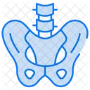 Pelvis  Icono