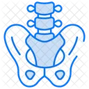 Pelvis  Icono