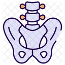 Pelvis  Icono