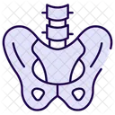 Pelvis  Icono