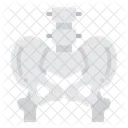 Pelvis  Icono