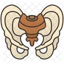Pelvis  Icon