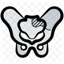 Pelvis Cadera Huesos Huesos Icono