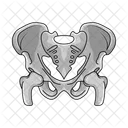 Craneo Pelvis Hueso Icono