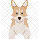 Pembroke Welsh Corgis Perro Animal Icono