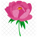 Peonia Flor Petalos Rosados Icon