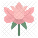 모란 꽃 중국 아이콘