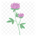 Peony Flower Nature Icon