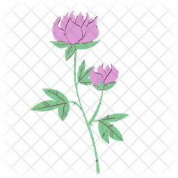 Peony  Icon