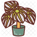 Peperomia Foliage Plant Leafy Plant 아이콘