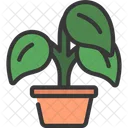 Peperomia-Pflanze  Symbol