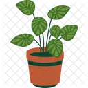 Peperomia Plant Icon