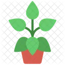 Peperomia Plant  Icon