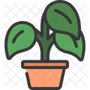 Peperomia Plant  Icon
