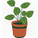 Peperomia Plant  Icon