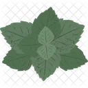 Peppermint Medical Medical Plant Icon