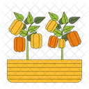 Peppers Growing In Pot Veggies Plant Vegetables Potted Icono