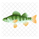 Perch Fish  Icon
