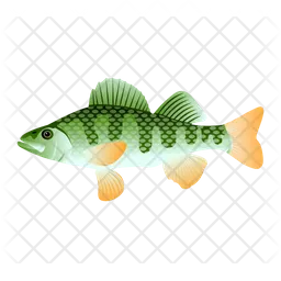 Perch Fish  Icon