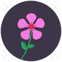 Periwinkle Blossom Flower Icon