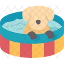 Perro Piscina Mascota Icono