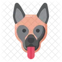 Malinois Belga Perro Perro Icono